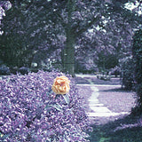 Subminiature(+DL)【TAPE】-Hour