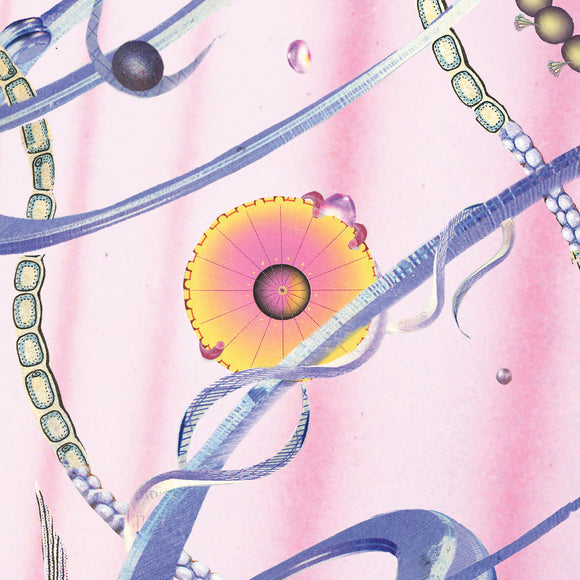 Graveyard Shift【TAPE】(+DL) - Accou